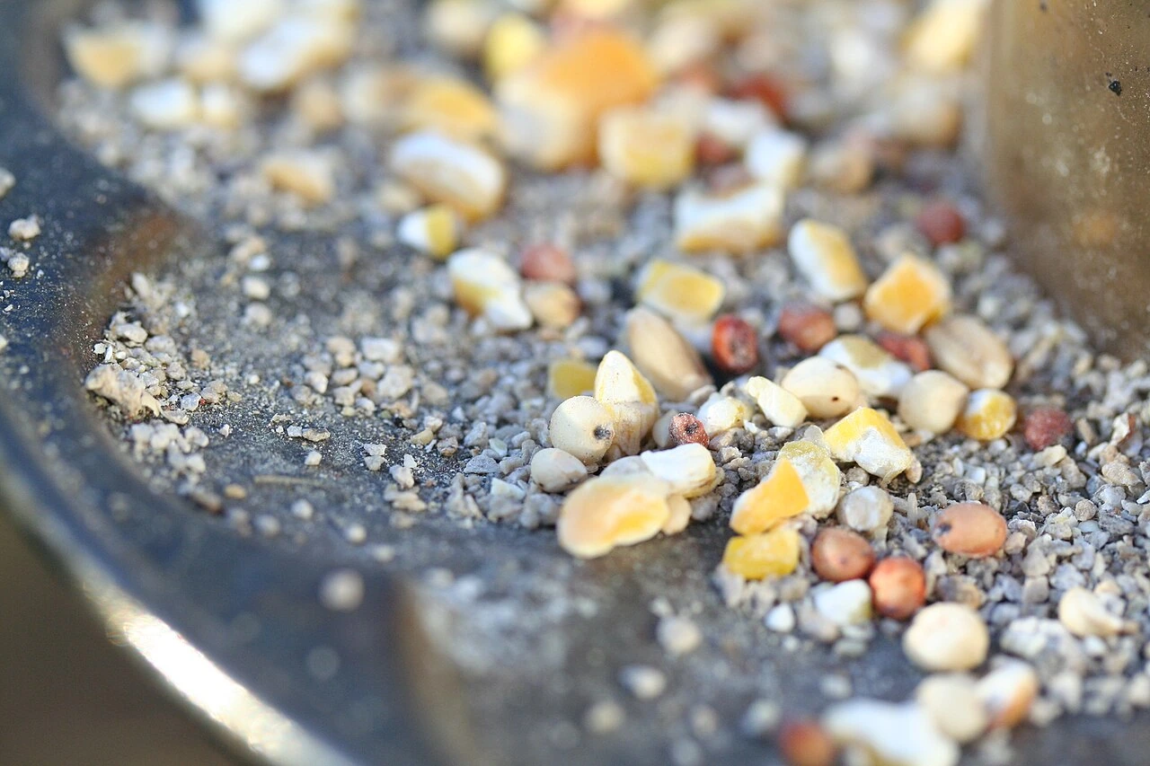 Does Food Lion Sell Bird Seed? Quick Check and Buy Plan
