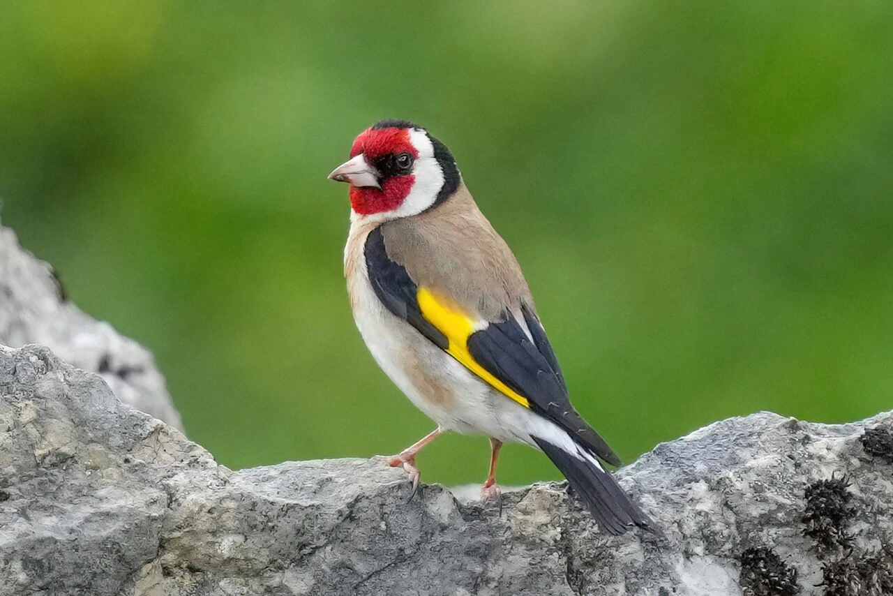 Photo of American Goldfinch (wild bird finch) feeding at a seed feeder